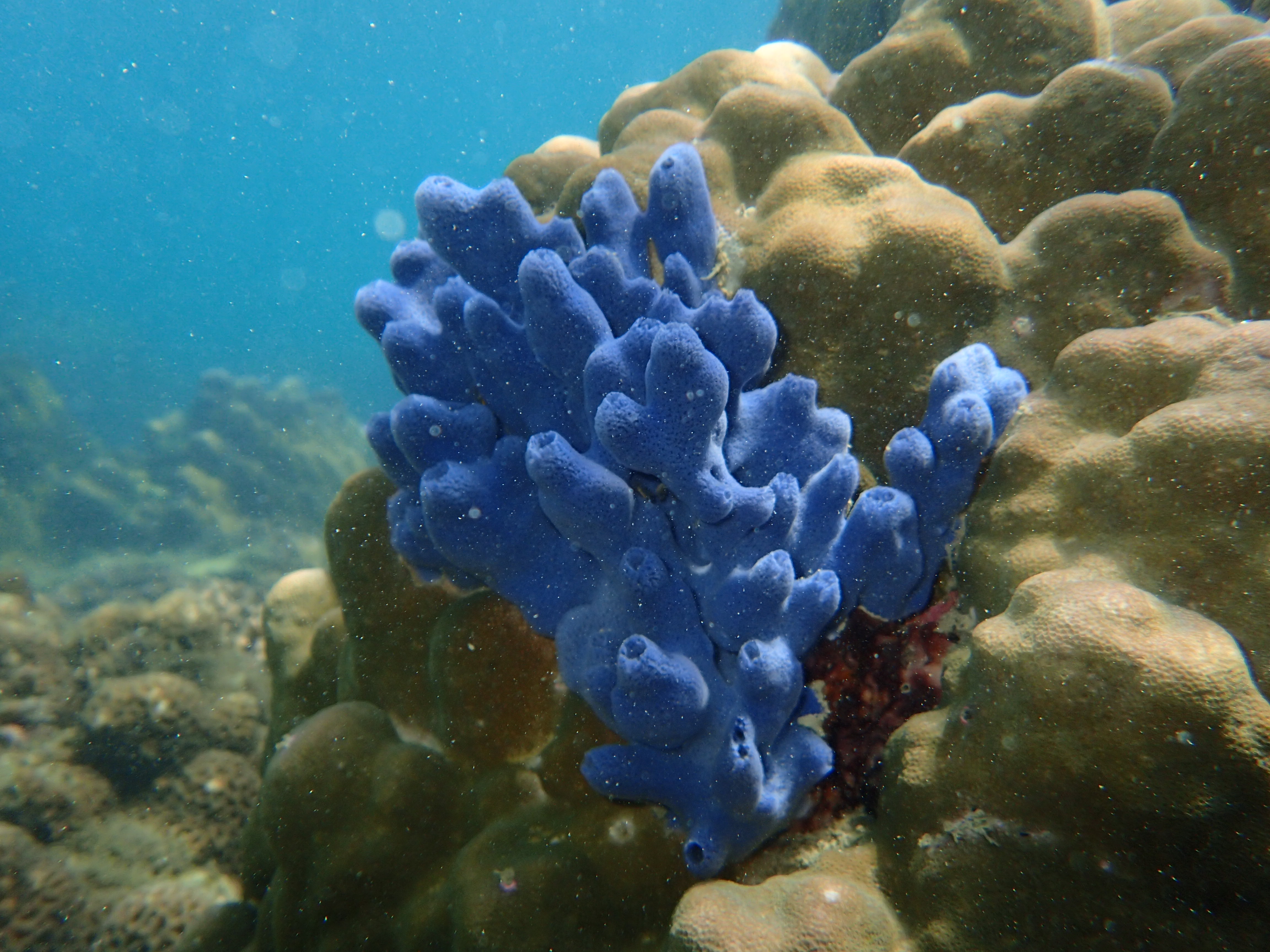 ปลาการ์ตูน ดอกไม้ทะเล เกาะทะลุ