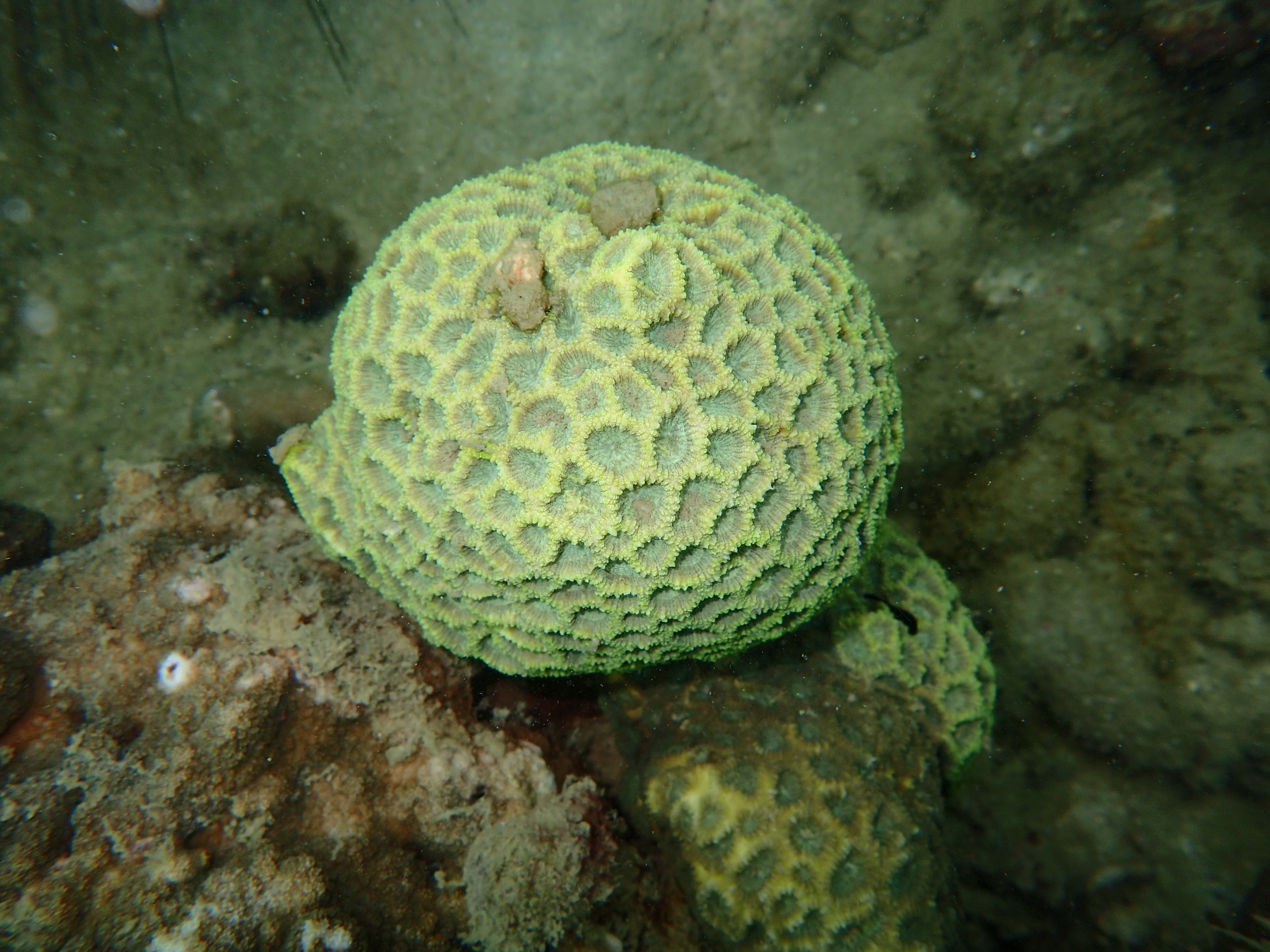 นักดำน้ำ พบแมงกะพรุนยักษ์ ใต้น้ำเกาะทะลุ