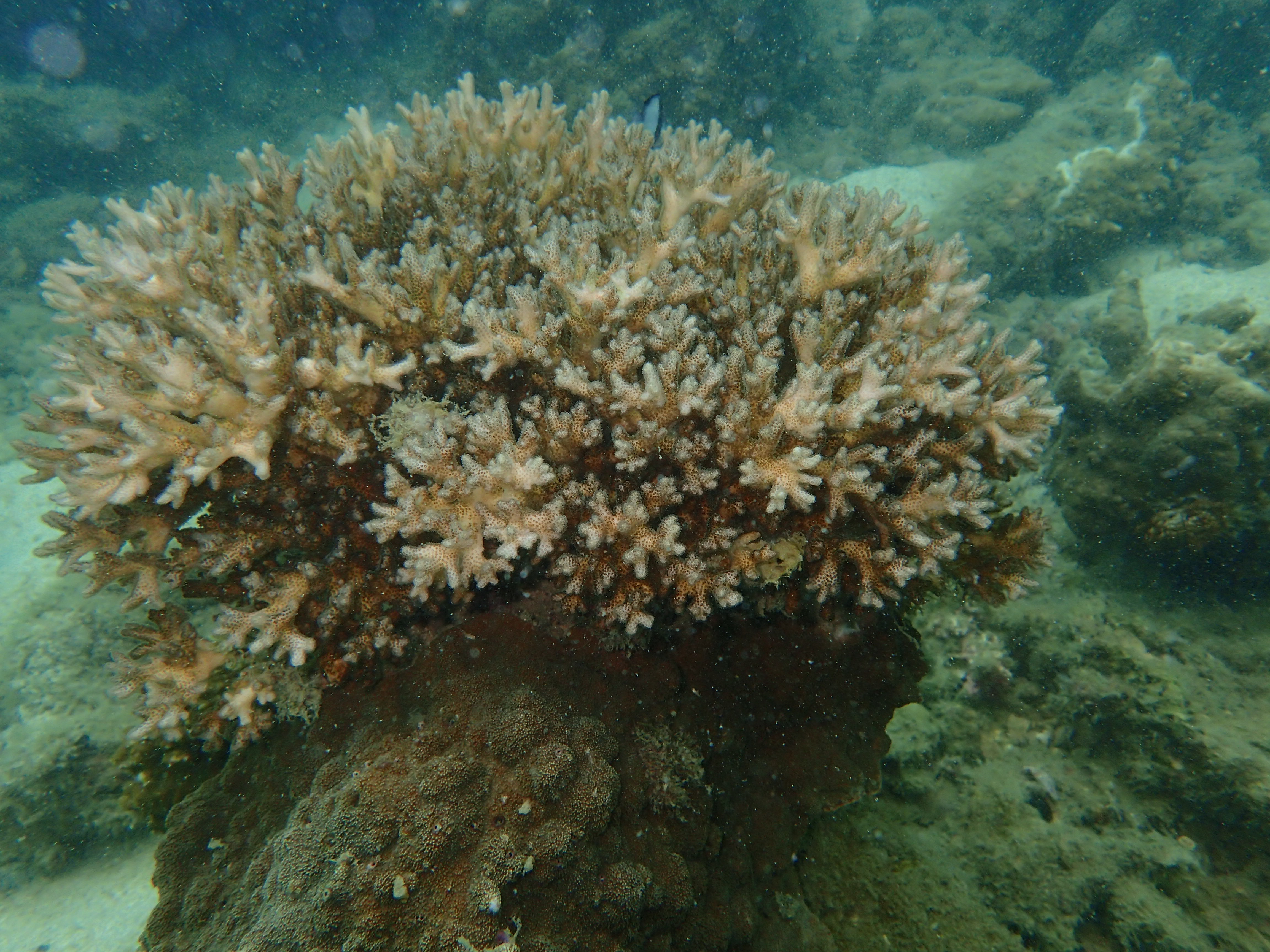 นักดำน้ำ พบแมงกะพรุนยักษ์ ใต้น้ำเกาะทะลุ