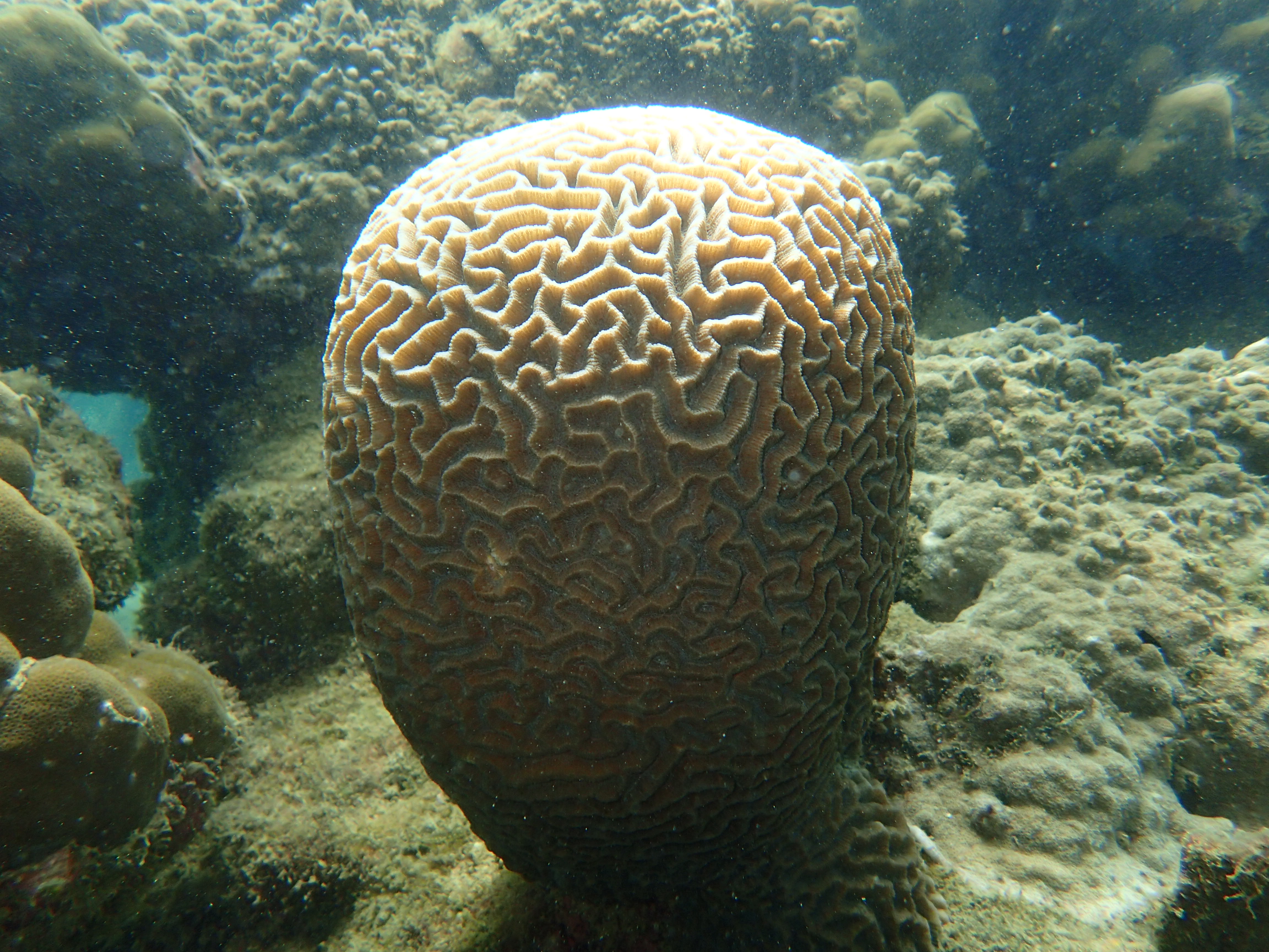 ปะการังสมองใต้น้ำเกาะทะลุ