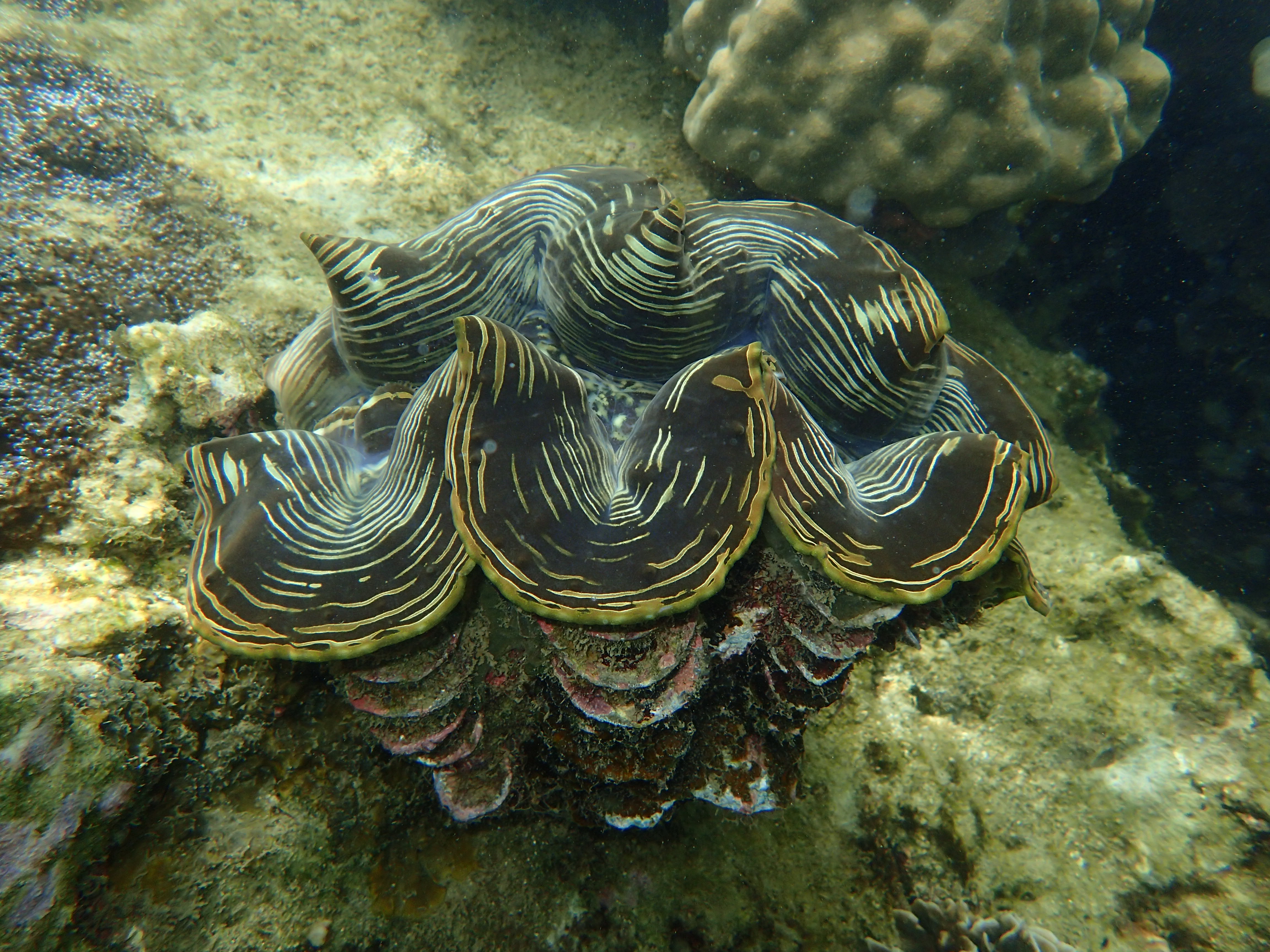 หอยมือเสือ ใต้น้ำเกาะทะลุ