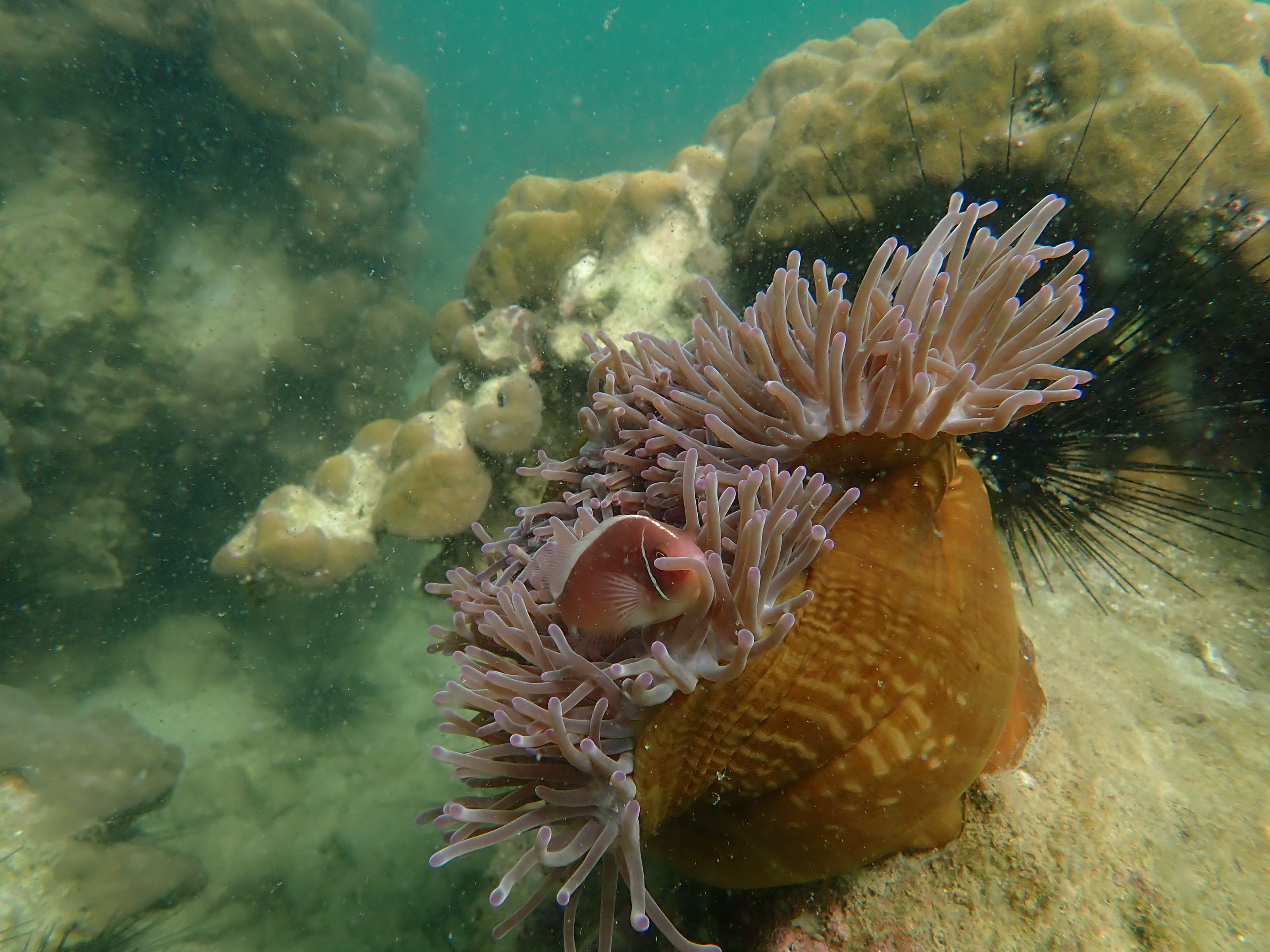 ปลาการ์ตูน ดอกไม้ทะเล เกาะทะลุ