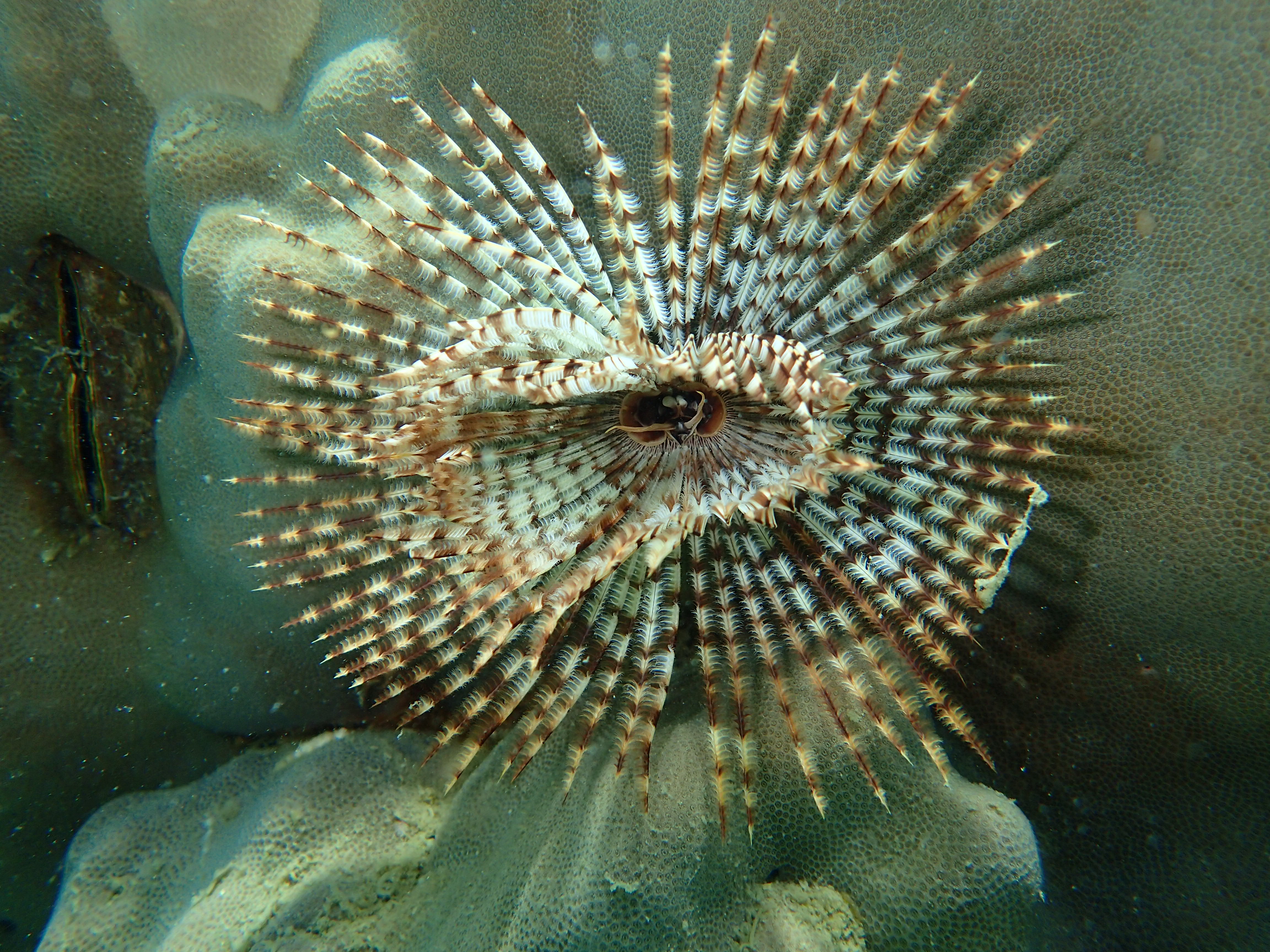 แมงกะพรุน ใต้น้ำเกาะทะลุ