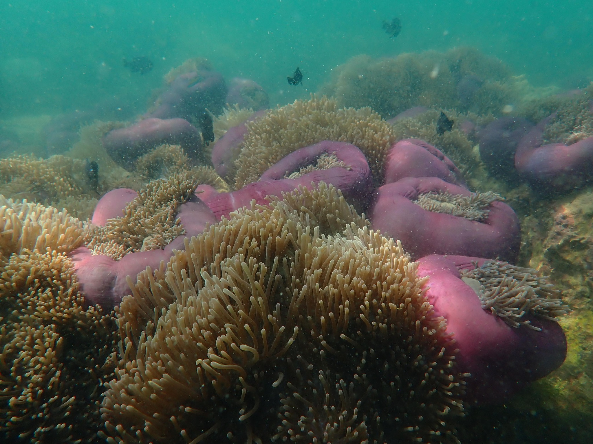 ดอกไม้ทะเล ปะการัง ใต้น้ำเกาะทะลุ