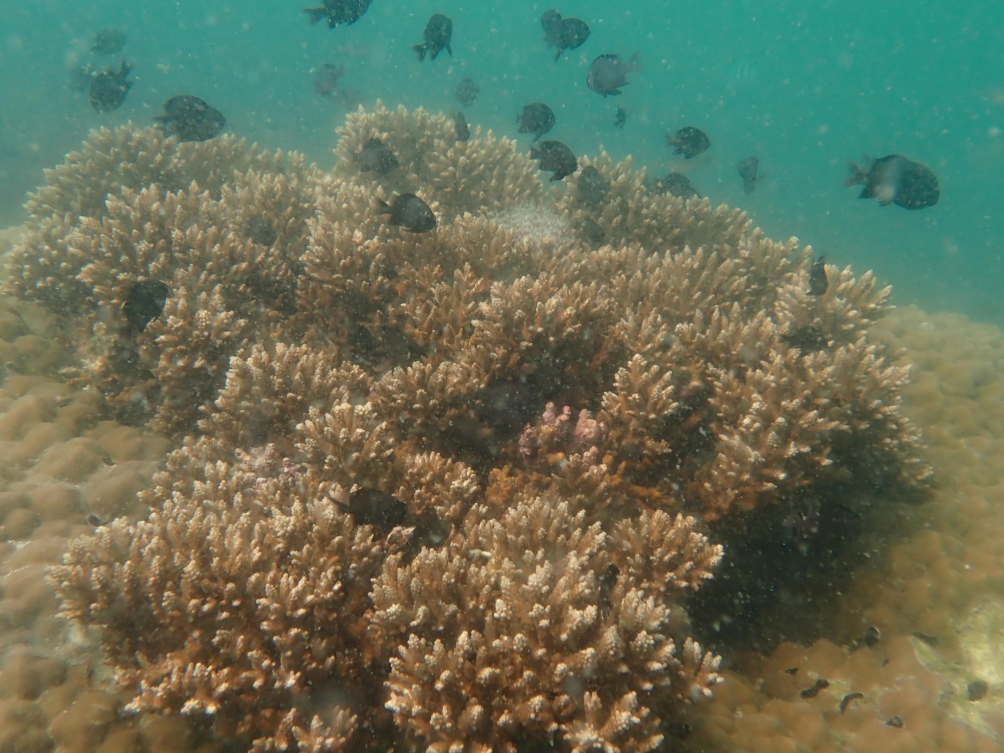 ปะการังเขากวาง ฝูงปลา เกาะทะลุ