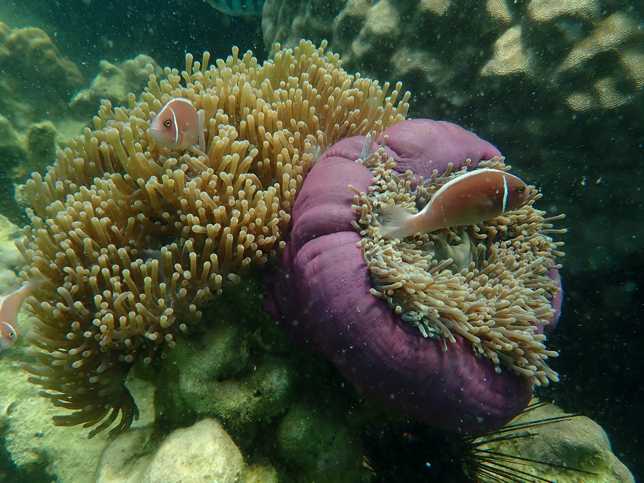 ปลาการ์ตูน ดอกไม้ทะเล เกาะทะลุ