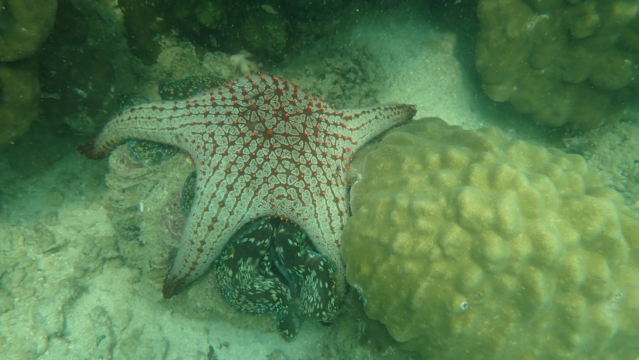 ดาวทะเล ปะการัง ใต้น้ำเกาะทะลุ