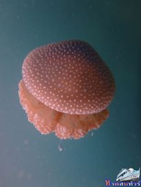 แมงกะพรุน ใต้น้ำเกาะทะลุ