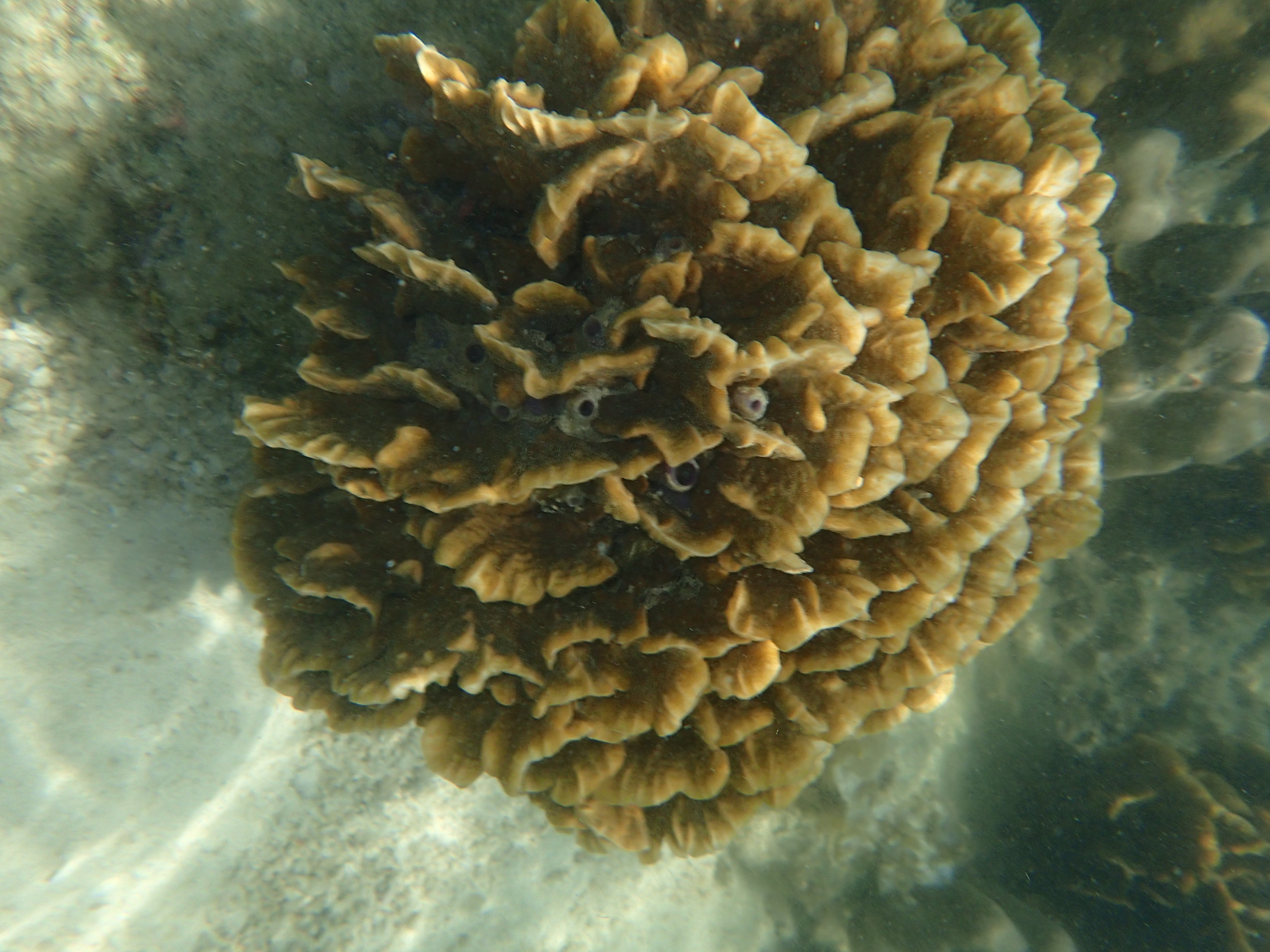 นักดำน้ำ พบแมงกะพรุนยักษ์ ใต้น้ำเกาะทะลุ